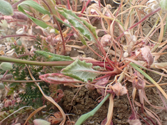 Eriogonum argillosum