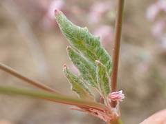 Eriogonum argillosum