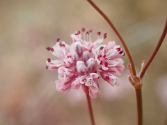 Eriogonum argillosum