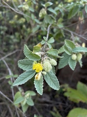 Corchorus hirsutus