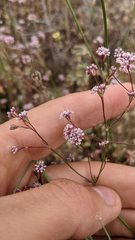 Eriogonum argillosum