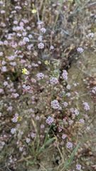 Eriogonum argillosum