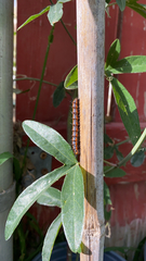 Lepidoptera