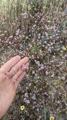 Eriogonum argillosum