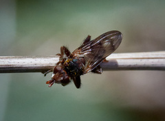 Myopa vicaria