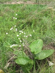 Echinodorus macrophyllus