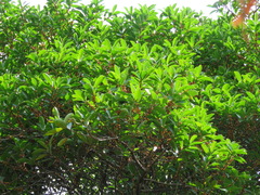 Ficus americana