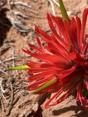 Castilleja scabrida