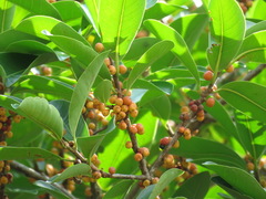 Ficus americana