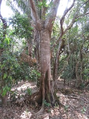 Ficus americana