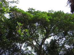 Ficus americana