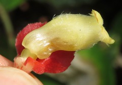 Corytoplectus speciosus