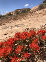 Castilleja scabrida