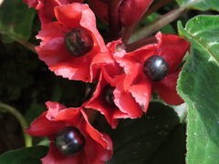 Corytoplectus speciosus