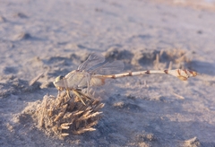 Lindenia tetraphylla