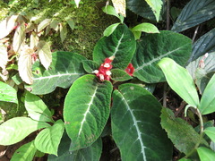 Corytoplectus speciosus