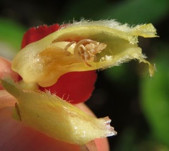 Corytoplectus speciosus