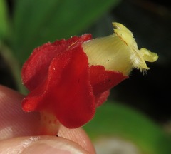 Corytoplectus speciosus