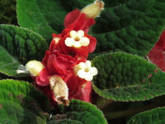 Corytoplectus speciosus