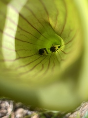 Exyra semicrocea
