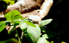 Acanthagrion lancea