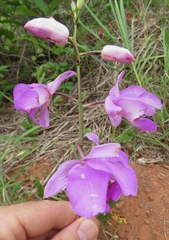 Bletia
