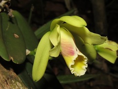 Cattleya luteola