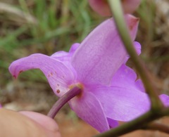 Bletia