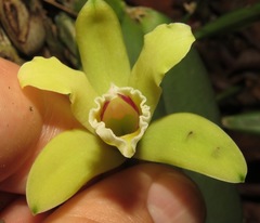 Cattleya luteola