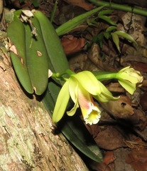 Cattleya luteola