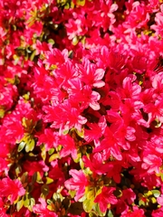 Rhododendron × hybridum