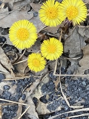Tussilago