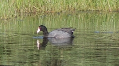 Fulica americana