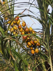 Astrocaryum murumuru