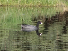 Fulica americana
