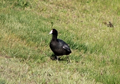 Fulica americana