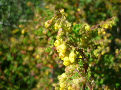 Hermannia grossularifolia