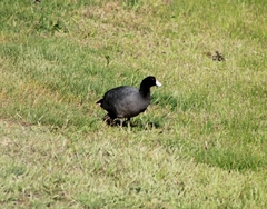 Fulica americana