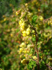 Hermannia grossularifolia
