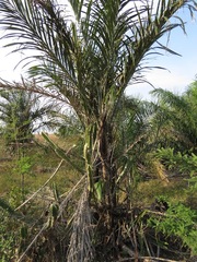 Astrocaryum murumuru