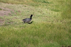 Fulica americana
