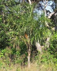 Astrocaryum murumuru