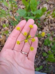 Zizia trifoliata