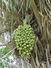 Attalea phalerata