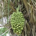 Acuri Palm - Photo (c) Rich Hoyer, some rights reserved (CC BY-NC-SA), uploaded by Rich Hoyer