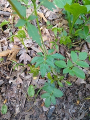 Zizia trifoliata