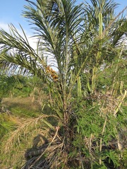 Astrocaryum murumuru