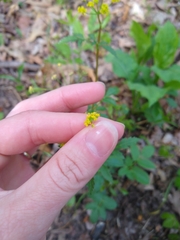 Zizia trifoliata