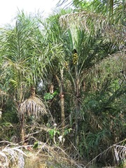 Astrocaryum murumuru