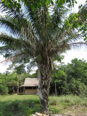 Attalea phalerata
